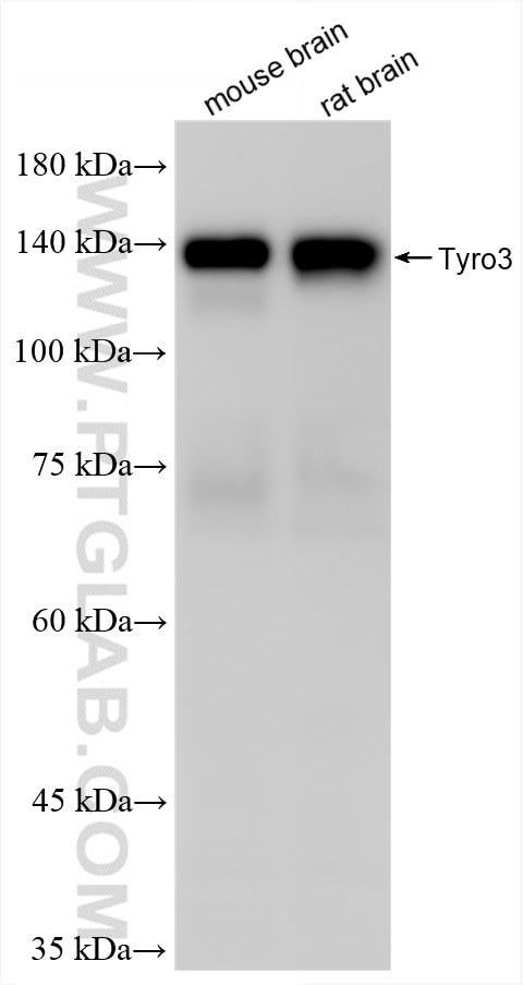 Various lysates were subjected to SDS PAGE followed by western blot with 86404-3-RR (Tyro3 antibody) at dilution of 1:5000 incubated at room temperature for 1.5 hours. Western Blot (WB) analysis of various lysates using TYRO3 Recombinant antibody (86404-3-RR)