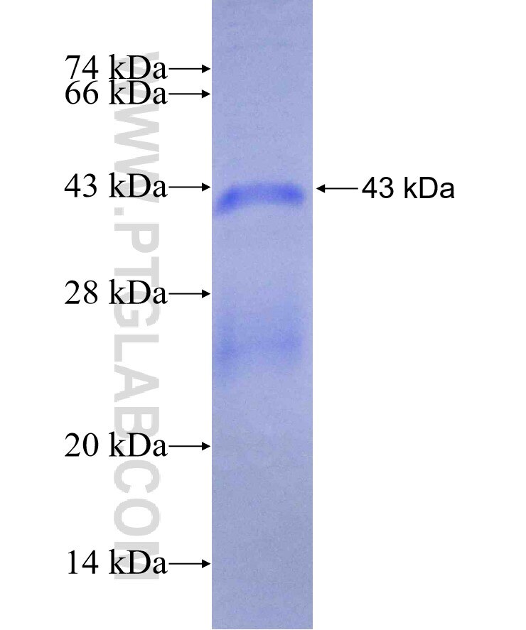 TYRO3 fusion protein Ag29527 SDS-PAGE