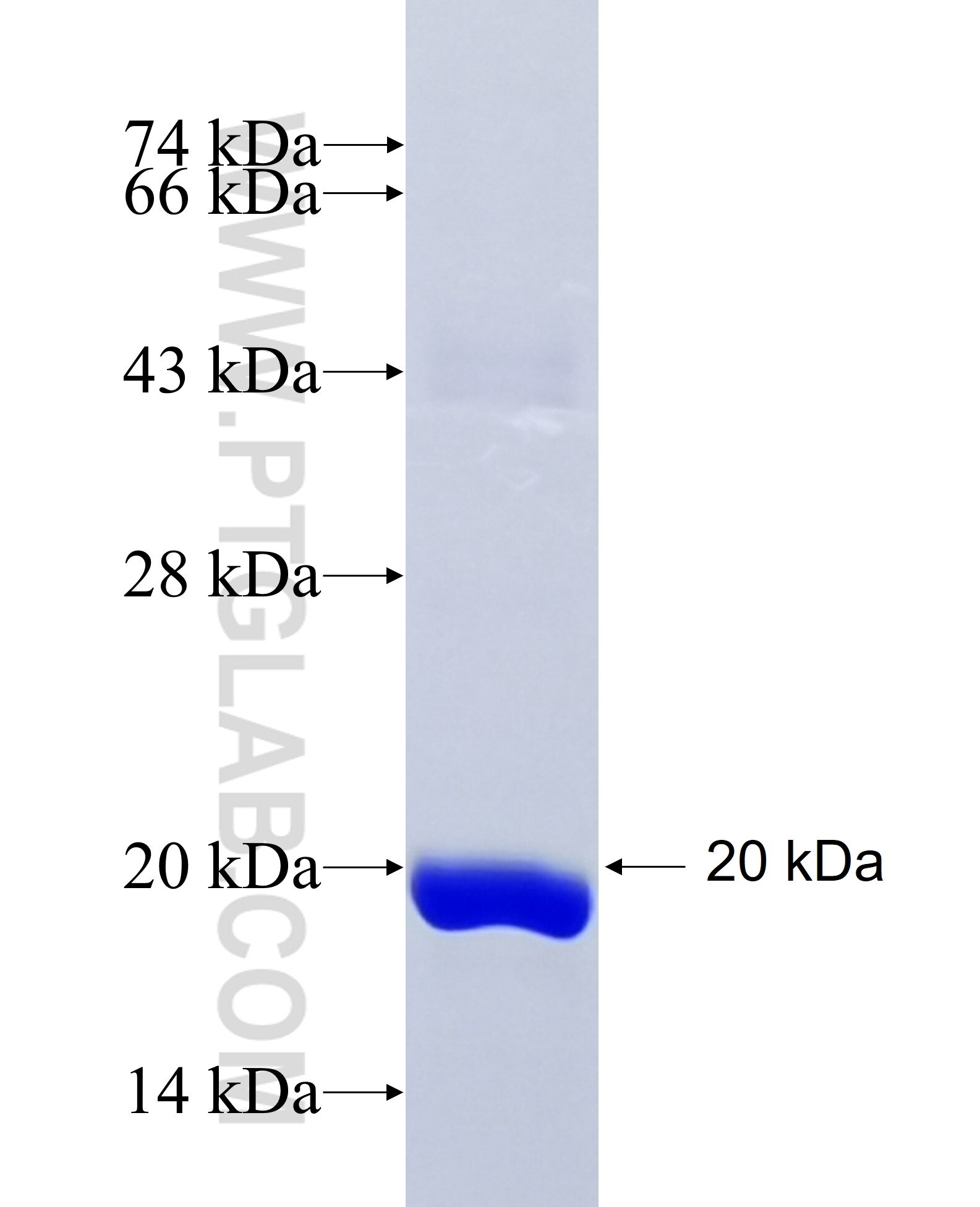 TYRO3 fusion protein Ag29540 SDS-PAGE