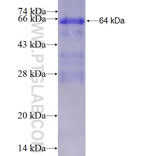 TYRO3 fusion protein Ag4825 SDS-PAGE