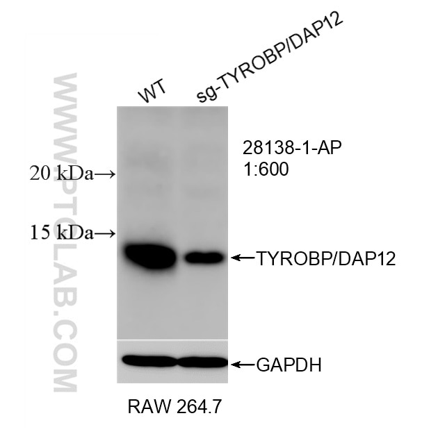 Western Blot (WB) analysis of RAW 264.7 cells using TYROBP/DAP12 Polyclonal antibody (28138-1-AP)