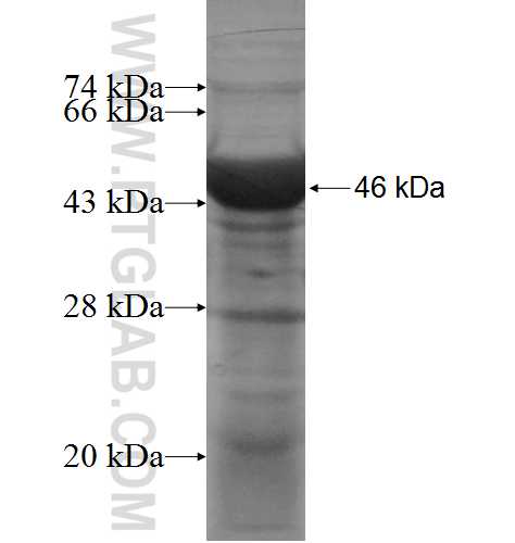 TYRP1 fusion protein Ag10066 SDS-PAGE