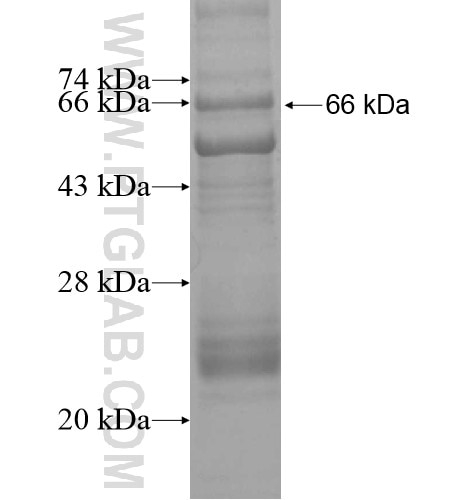 TYRP1 fusion protein Ag10166 SDS-PAGE