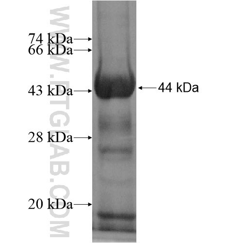 TYW1 fusion protein Ag11229 SDS-PAGE