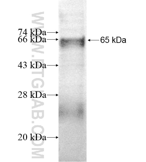 TYW1B fusion protein Ag11947 SDS-PAGE