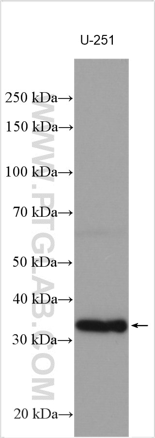 Western Blot (WB) analysis of various lysates using TYW3 Polyclonal antibody (29213-1-AP)