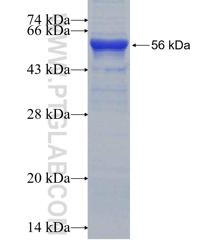 TYW3 fusion protein Ag30156 SDS-PAGE