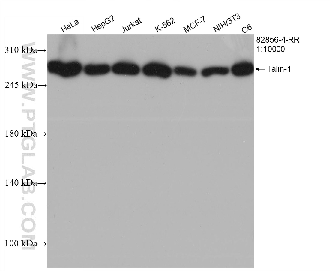 Western Blot (WB) analysis of various lysates using Talin-1 Recombinant antibody (82856-4-RR)