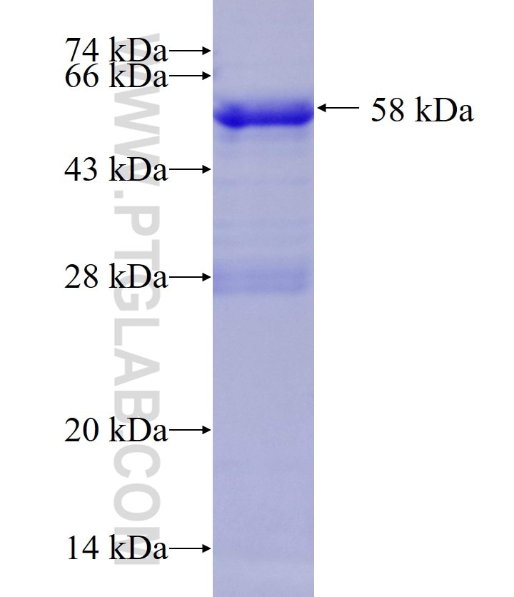 Tax (HTLV-2) fusion protein Ag0472 SDS-PAGE