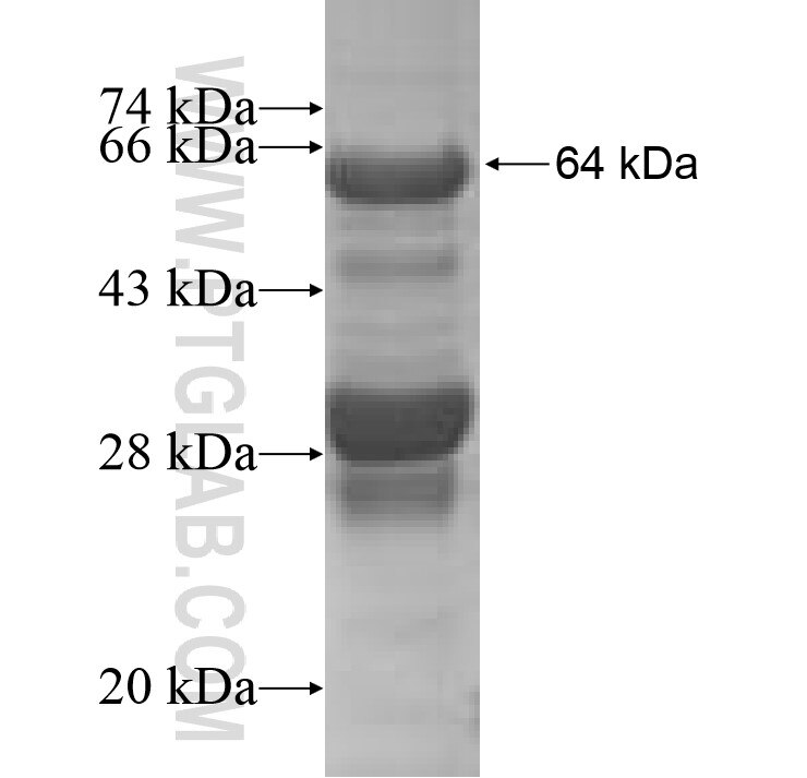 Tdrd7 fusion protein Ag7912 SDS-PAGE