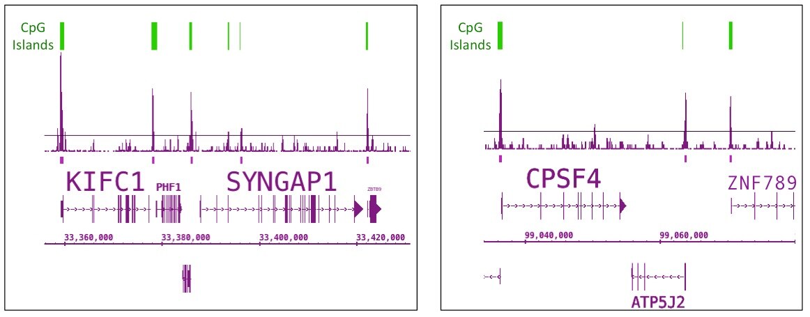 Tet1 antibody (pAb) tested by ChIP-Seq. ChIP was performed using the ChIP-IT High Sensitivity Kit (Cat. No. 53040) with 25 ug of chromatin from a human testicle and 4 ul of TET1 antibody. ChIP DNA was sequenced on the Illumina HiSeq and 15 million sequence tags were mapped to identify TET1 binding sites. TET1 ChIP-Seq data shows the expected enrichment of TET1 at CpG islands.