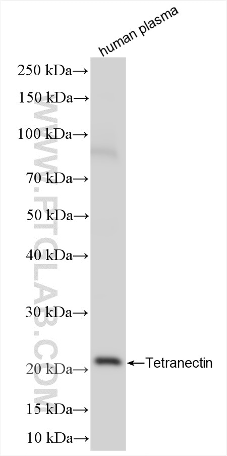 Tetranectin