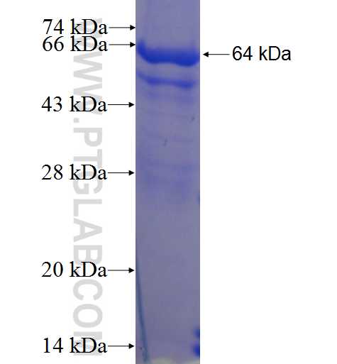 Tgfb1 fusion protein Ag24078 SDS-PAGE