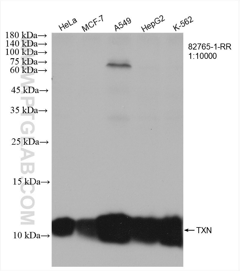 Western Blot (WB) analysis of various lysates using Thioredoxin Recombinant antibody (82765-1-RR)