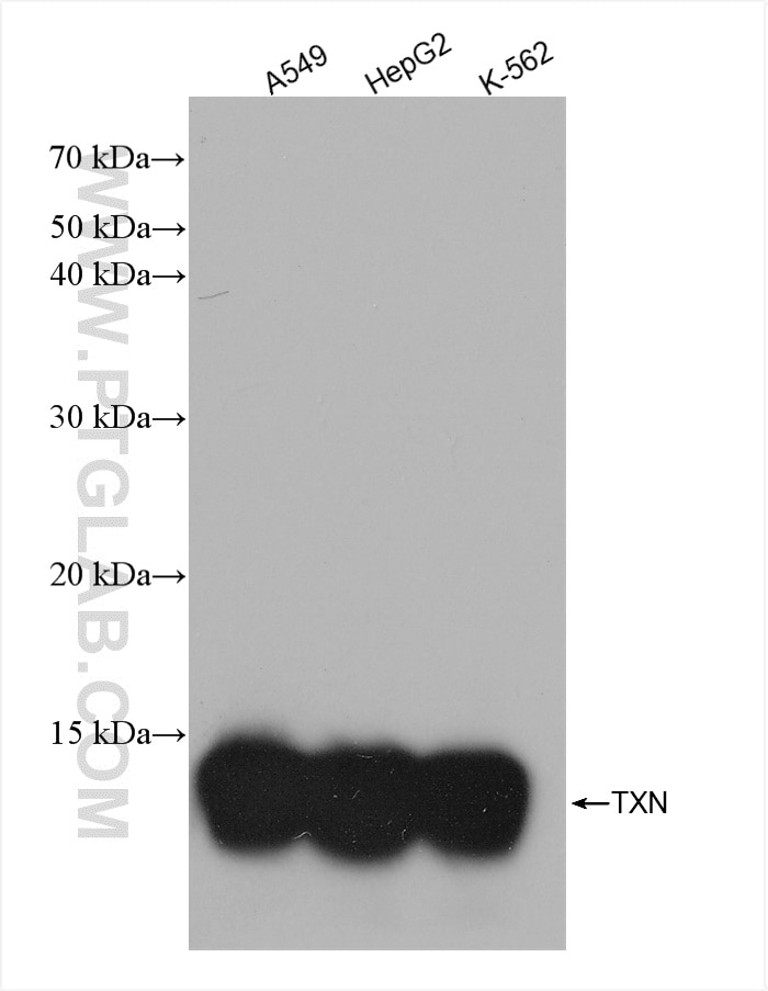 Western Blot (WB) analysis of various lysates using Thioredoxin Recombinant antibody (82765-1-RR)