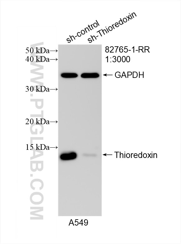 Western Blot (WB) analysis of A549 cells using Thioredoxin Recombinant antibody (82765-1-RR)