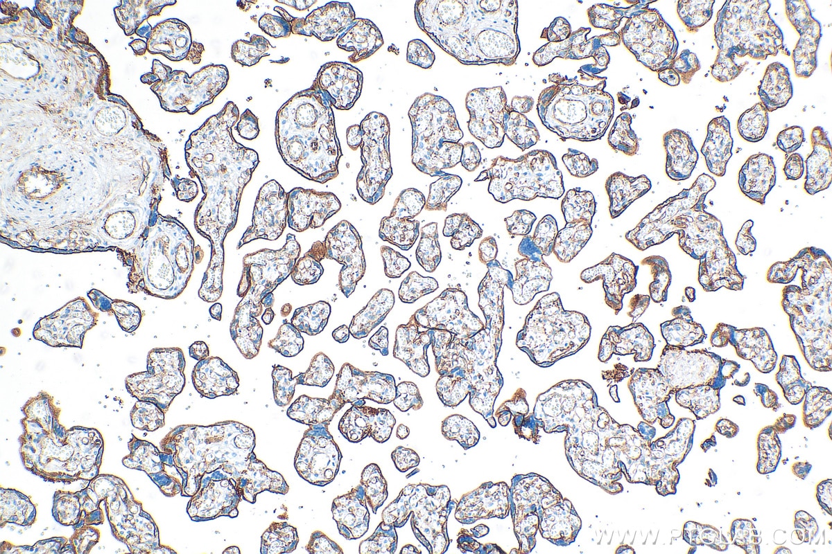 Immunohistochemistry (IHC) staining of human placenta tissue using Thrombomodulin Recombinant antibody (83416-4-RR)