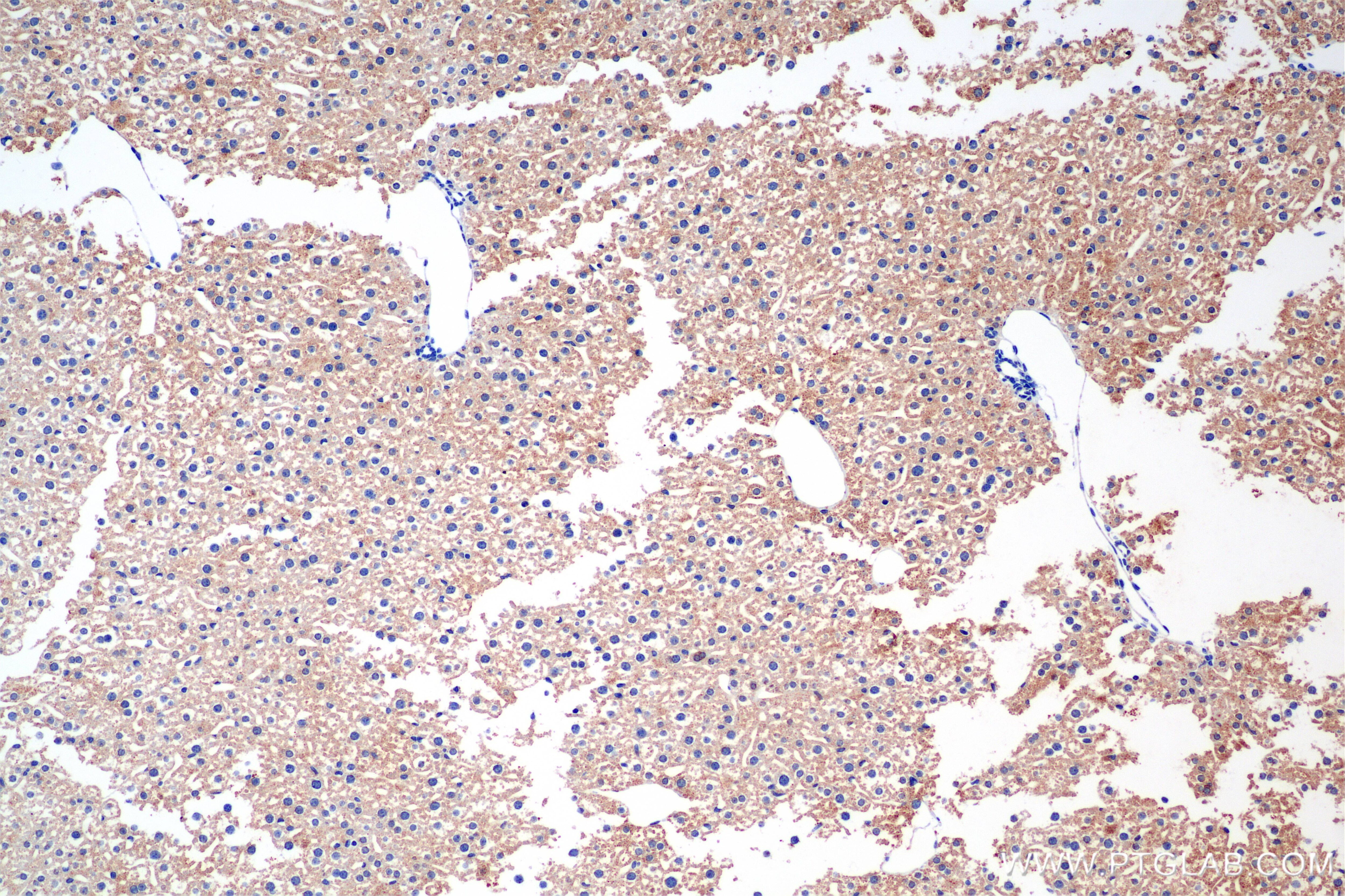 Immunohistochemistry (IHC) staining of mouse liver tissue using Thrombopoietin Recombinant antibody (83549-7-RR)