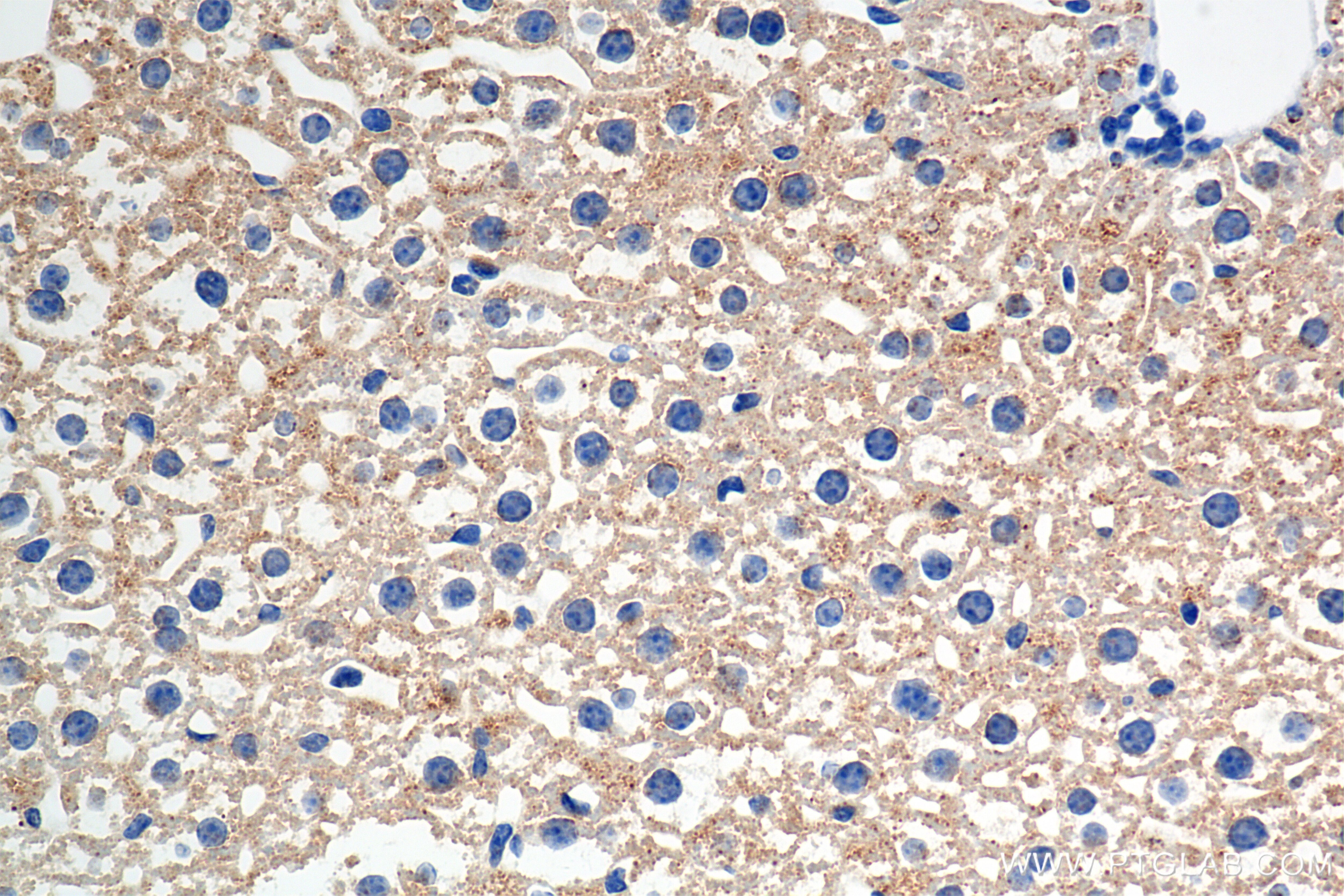 Immunohistochemistry (IHC) staining of mouse liver tissue using Thrombopoietin Recombinant antibody (83549-7-RR)