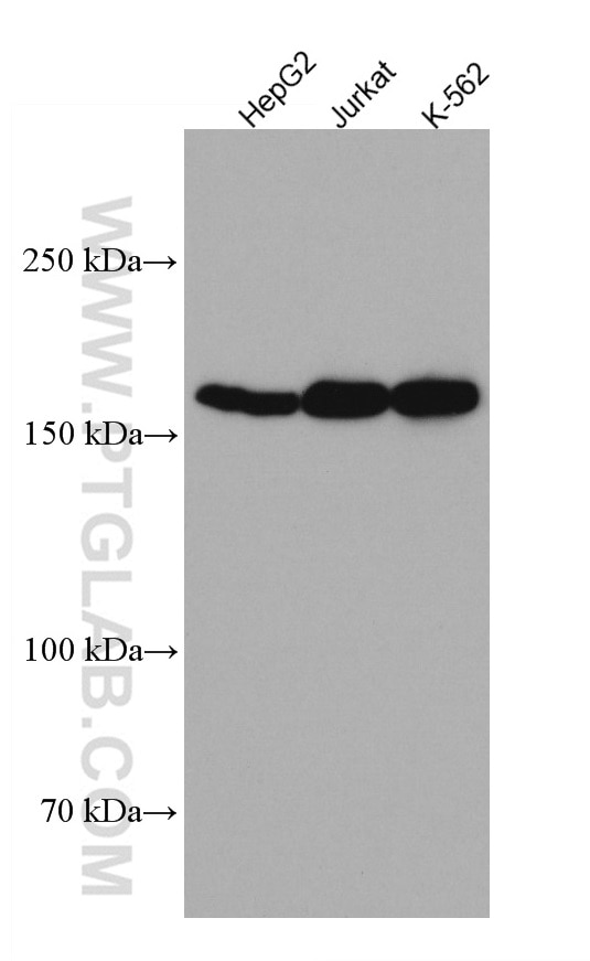 Western Blot (WB) analysis of various lysates using Thrombospondin 1 Monoclonal antibody (67241-1-Ig)