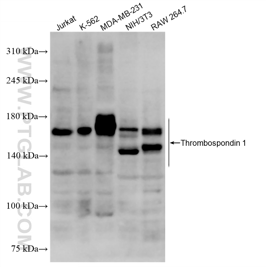 WB analysis using 88117-1-RR Western Blot (WB) analysis of various lysates using Thrombospondin 1 Recombinant monoclonal antibody (88117-1-RR)