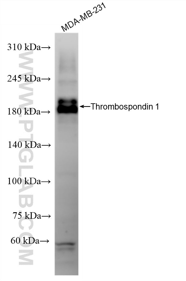 WB analysis of MDA-MB-231 using 88117-1-RR Western Blot (WB) analysis of MDA-MB-231 cells using Thrombospondin 1 Recombinant monoclonal antibody (88117-1-RR)