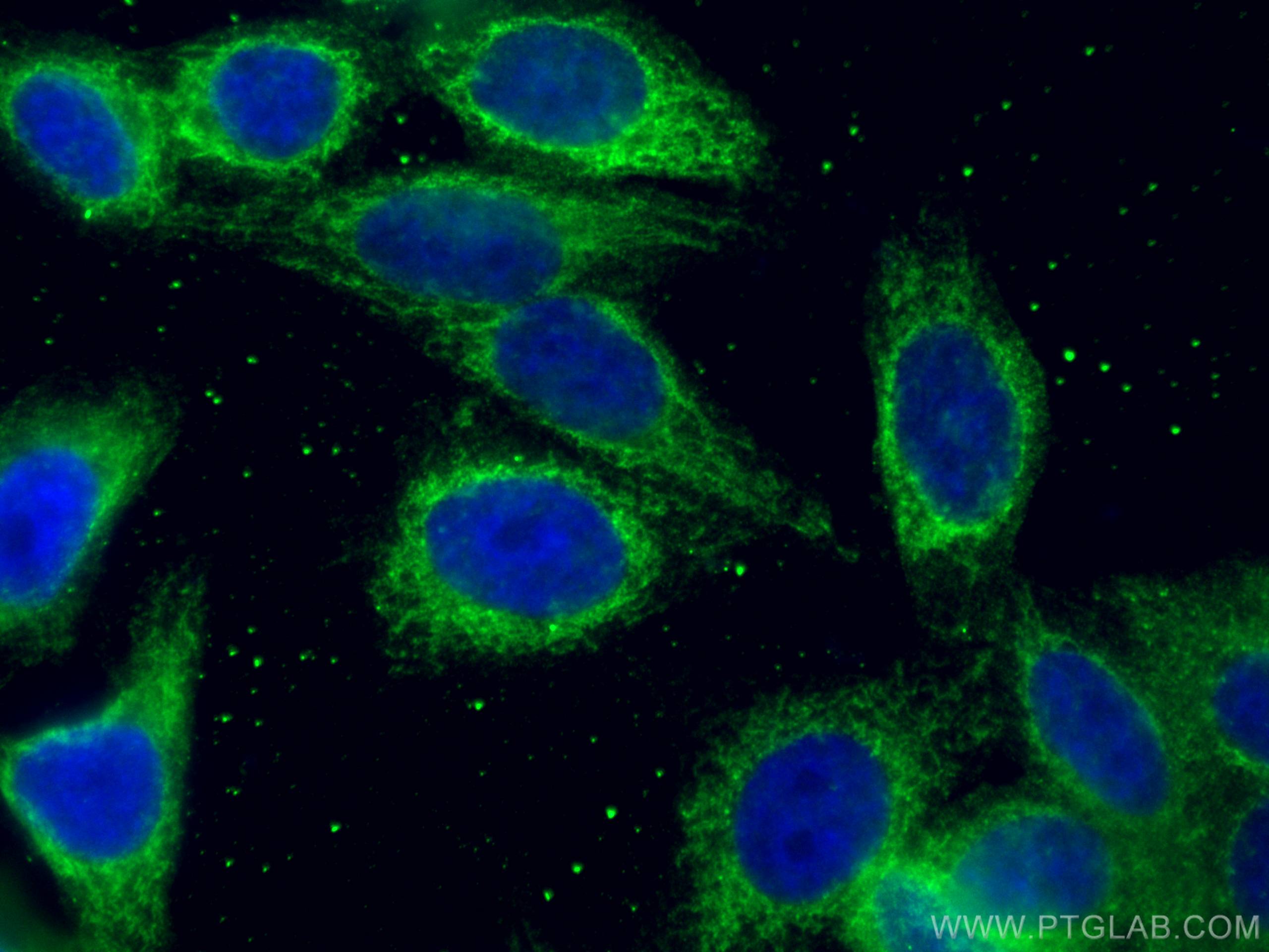 Immunofluorescence (IF) / fluorescent staining of HepG2 cells using Tim23 Monoclonal antibody (67535-1-Ig)