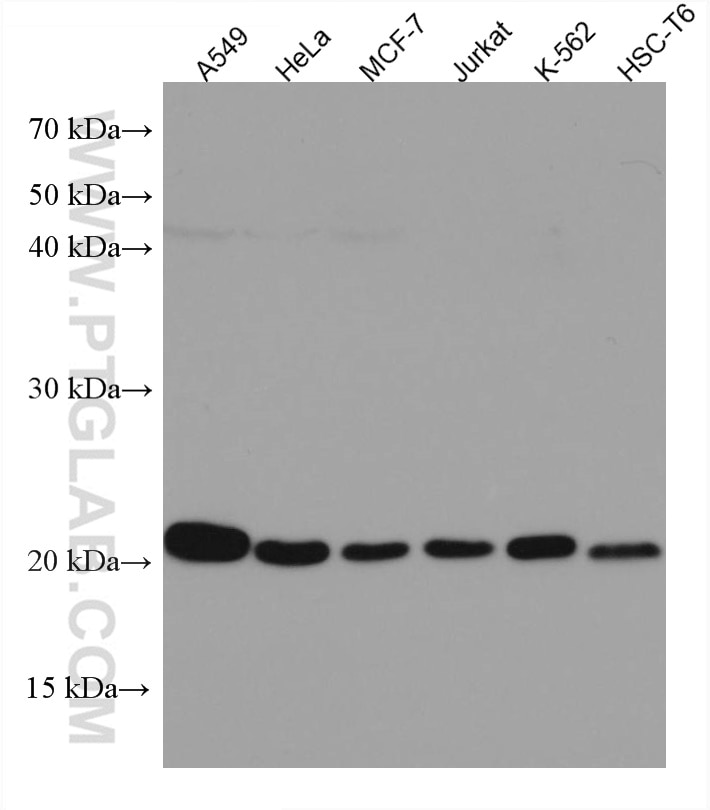 Western Blot (WB) analysis of various lysates using Tim23 Monoclonal antibody (67535-1-Ig)
