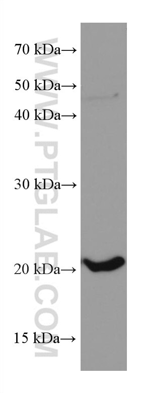 Western Blot (WB) analysis of NIH/3T3 cells using Tim23 Monoclonal antibody (67535-1-Ig)