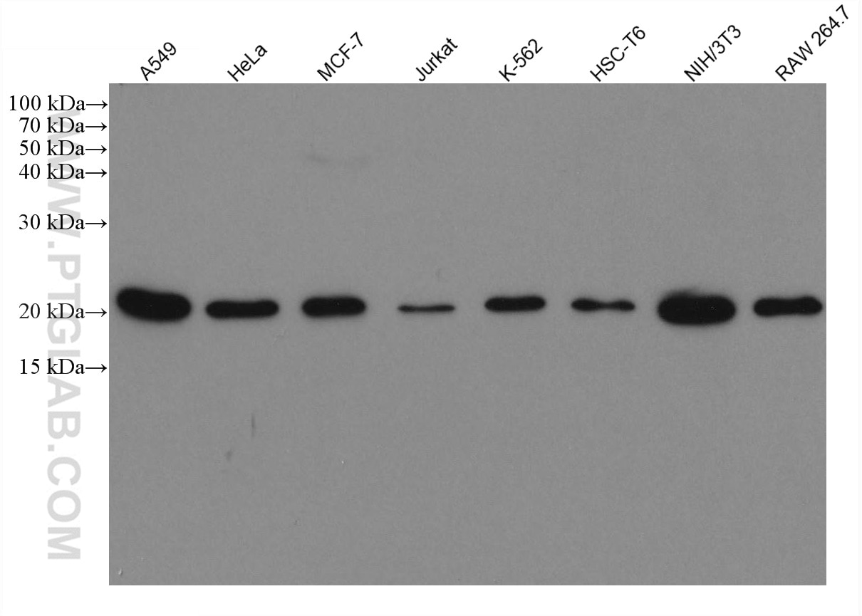 Western Blot (WB) analysis of various lysates using Tim23 Monoclonal antibody (67535-1-Ig)