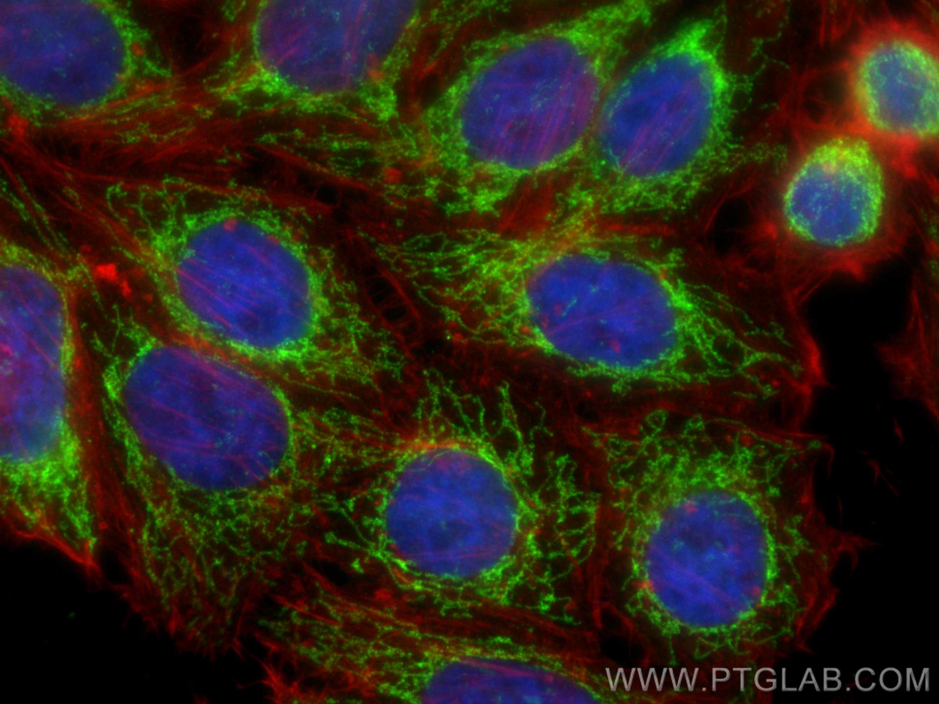 Immunofluorescence (IF) / fluorescent staining of HepG2 cells using Tim23 Recombinant antibody (82540-1-RR)
