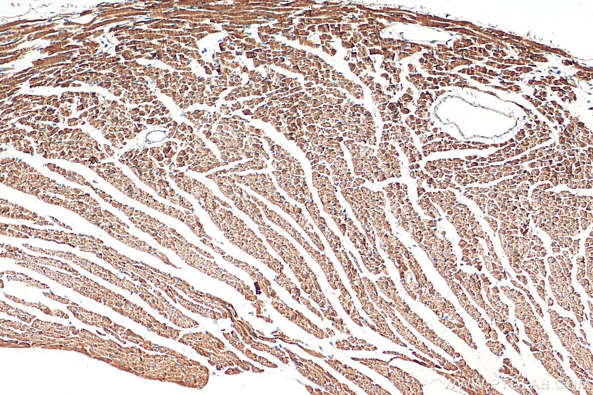 Immunohistochemistry (IHC) staining of mouse heart tissue using Tim23 Recombinant antibody (82540-1-RR)