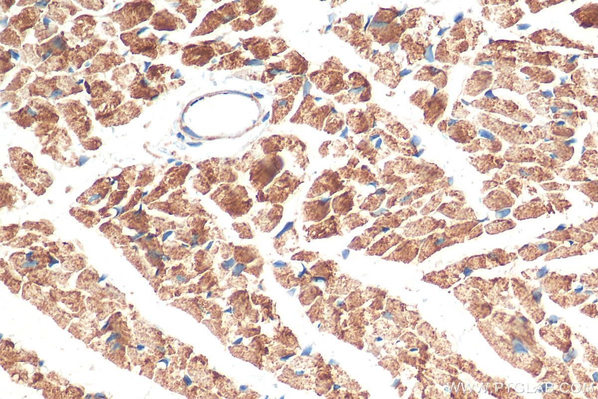 Immunohistochemistry (IHC) staining of mouse heart tissue using Tim23 Recombinant antibody (82540-1-RR)