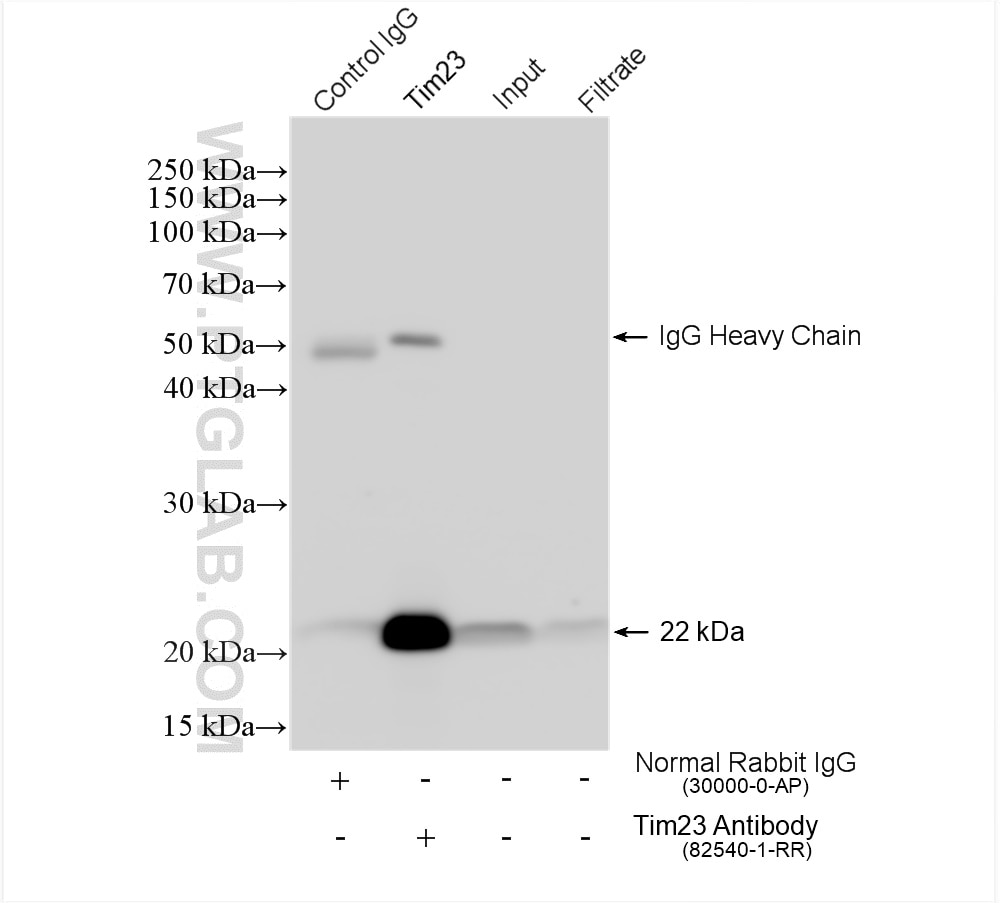 Immunoprecipitation (IP) experiment of HeLa cells using Tim23 Recombinant antibody (82540-1-RR)