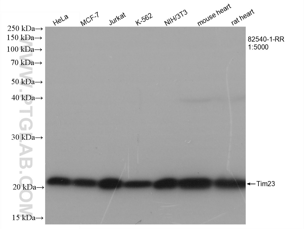Western Blot (WB) analysis of various lysates using Tim23 Recombinant antibody (82540-1-RR)