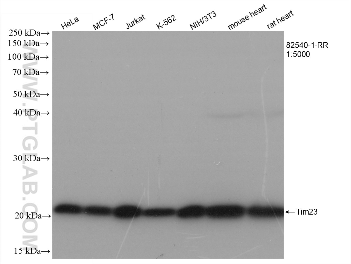 WB analysis using 82540-1-RR