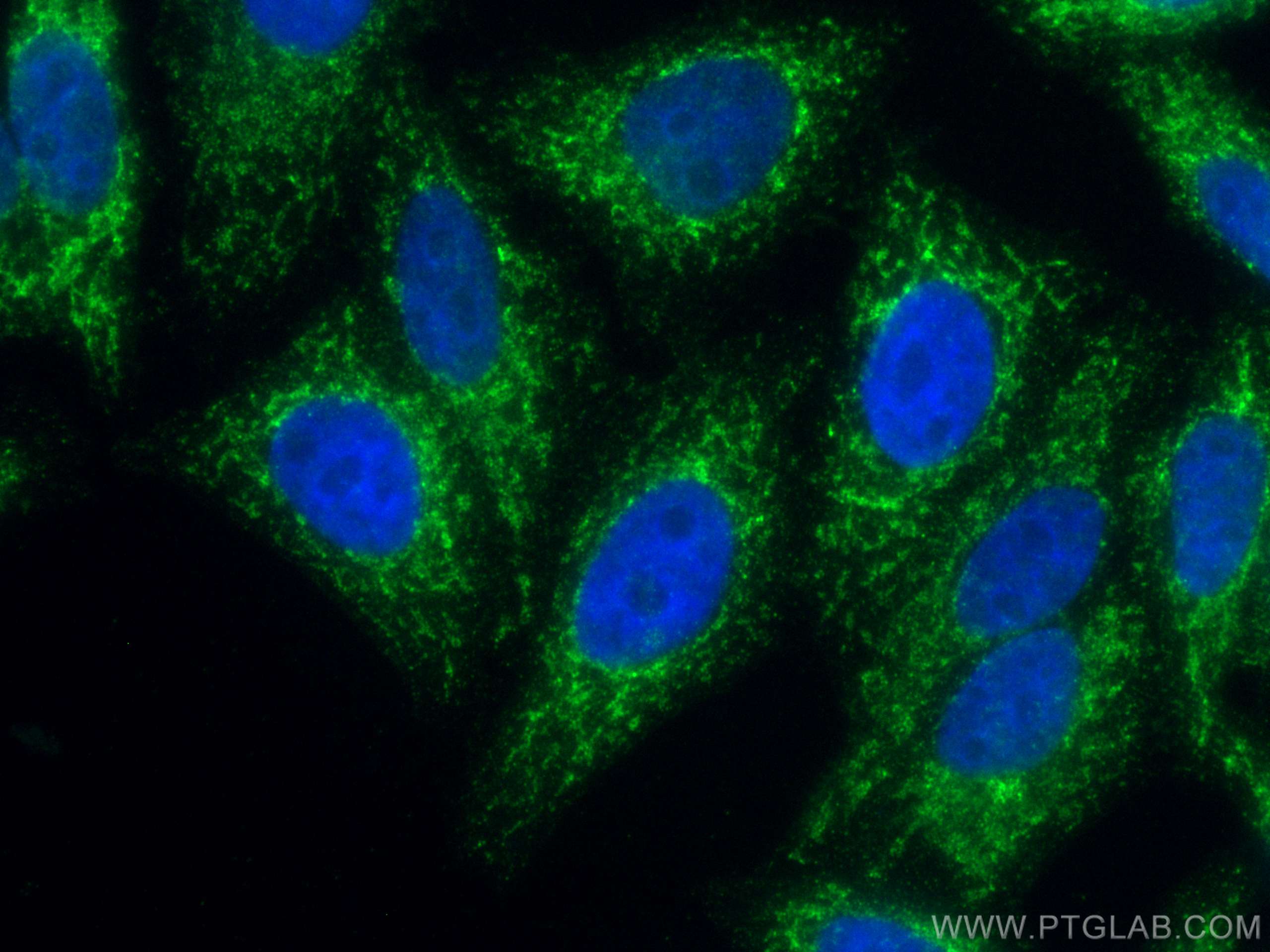 Immunofluorescence (IF) / fluorescent staining of HepG2 cells using CoraLite® Plus 488-conjugated Tim23 Monoclonal ant (CL488-67535)