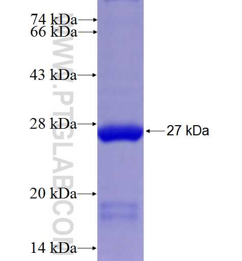 Tim23 fusion protein Ag27069 SDS-PAGE