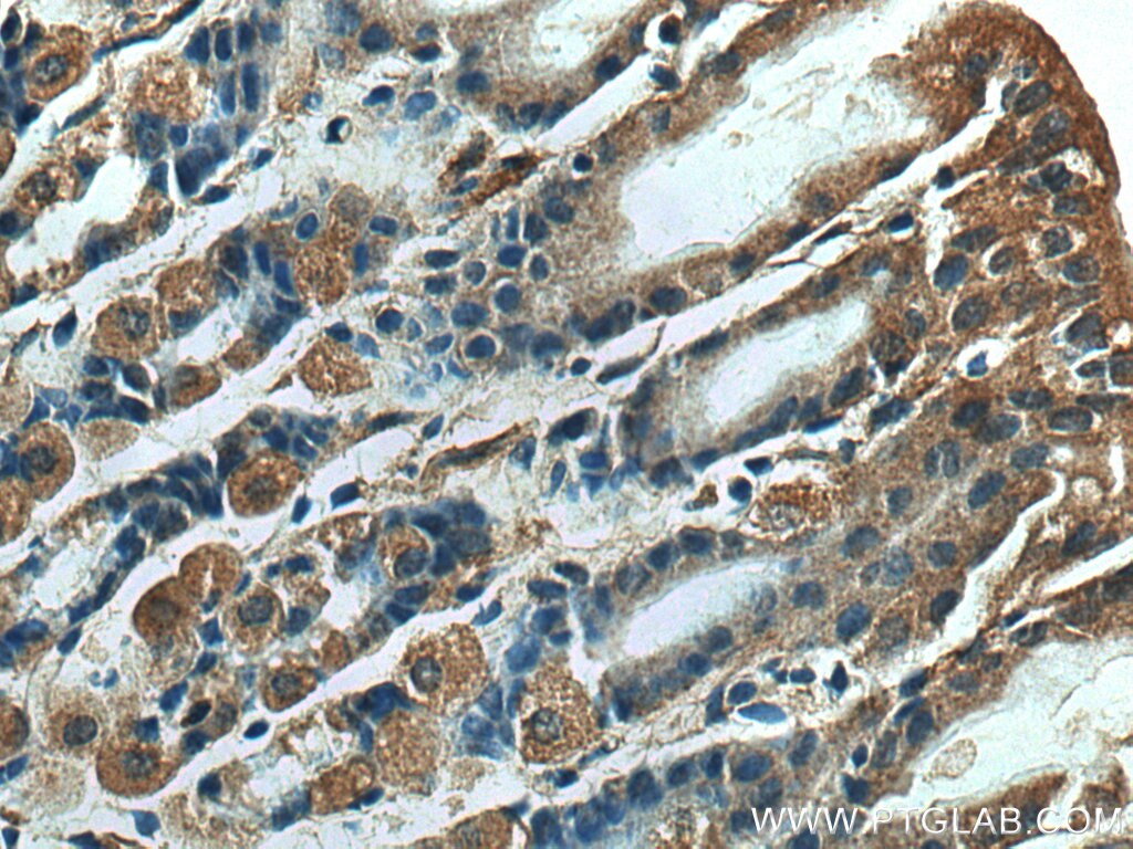 IHC staining of mouse stomach using 10858-1-AP