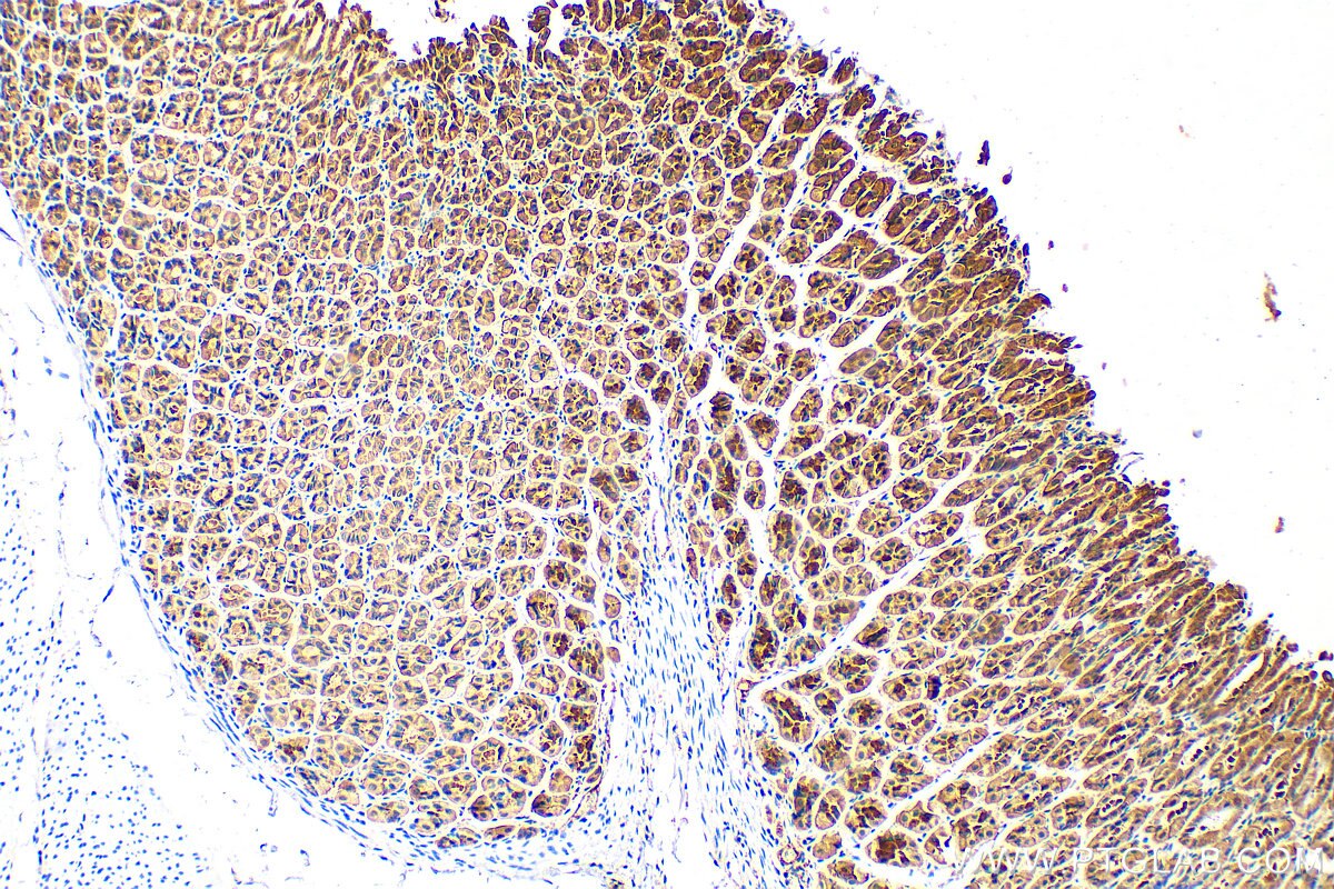 Immunohistochemistry (IHC) staining of mouse stomach tissue using Timp-3 Polyclonal antibody (10858-1-AP)