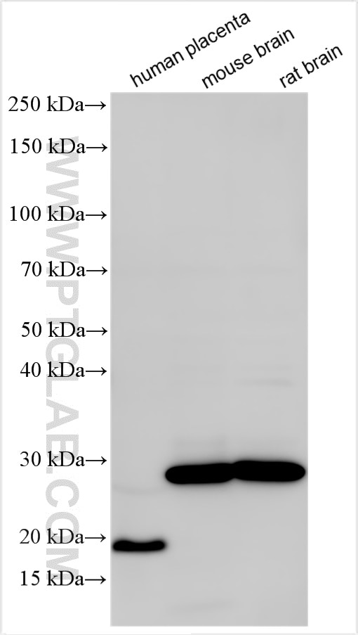 Western Blot (WB) analysis of various lysates using Timp-3 Polyclonal antibody (10858-1-AP)