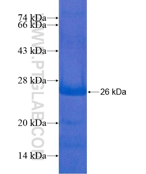 Timp-3 fusion protein Ag21283 SDS-PAGE