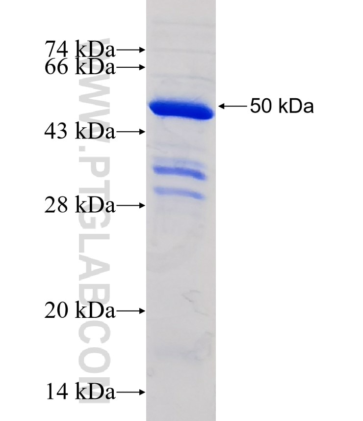 Timp-3 fusion protein Ag1253 SDS-PAGE