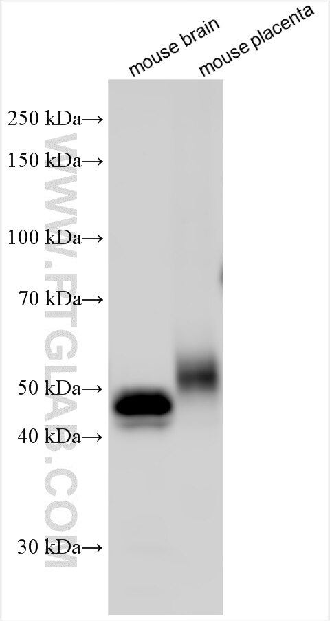 Western Blot (WB) analysis of various lysates using Tissue Factor Polyclonal antibody (31768-1-AP)