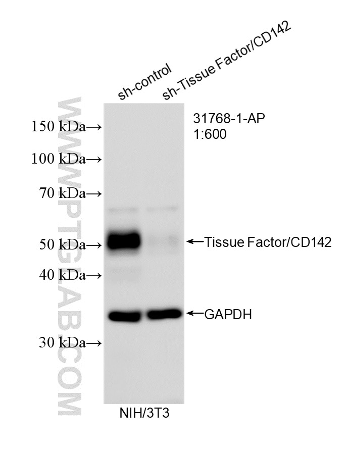 Western Blot (WB) analysis of NIH/3T3 cells using Tissue Factor/CD142 Polyclonal antibody (31768-1-AP)
