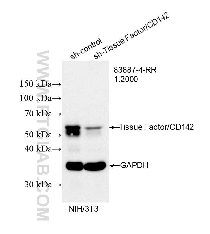 Western Blot (WB) analysis of NIH/3T3 cells using Tissue Factor/CD142 Recombinant monoclonal antibod (83887-4-RR)