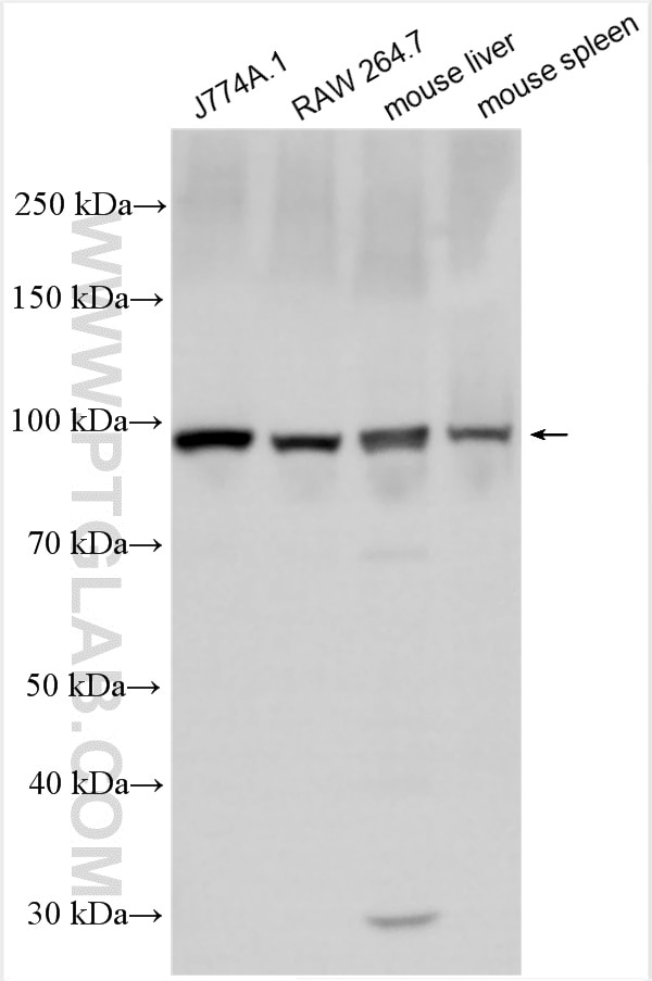 Western Blot (WB) analysis of various lysates using TLR4 Polyclonal antibody (30400-1-AP)