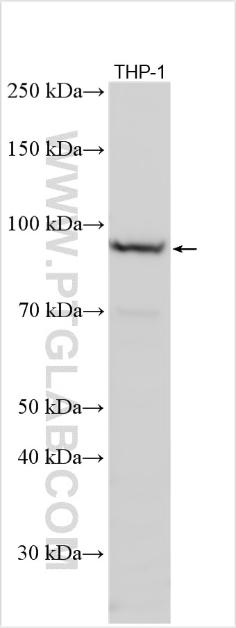 Western Blot (WB) analysis of various lysates using TLR4 Polyclonal antibody (30400-1-AP)