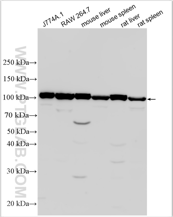 Western Blot (WB) analysis of various lysates using TLR4 Polyclonal antibody (30400-1-AP)