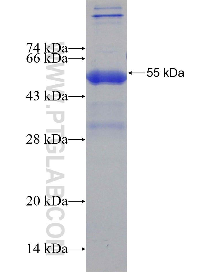 Tnf fusion protein Ag31037 SDS-PAGE